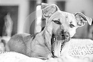 Brown fluffy dog Ã¢â¬â¹Ã¢â¬â¹yawning sweetly on a bed